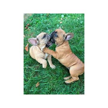 Francuski buldog, ženski štenci