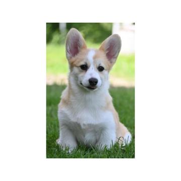 Velski korgi/Welsh Corgi Pembroke