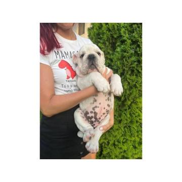 Engleski buldog, muško štene