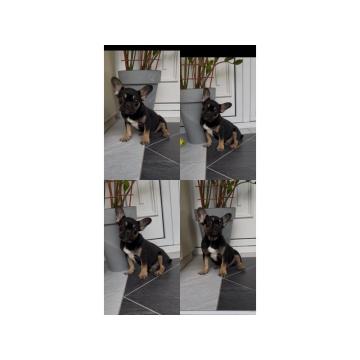 Francuski Buldog black & tan musko stene