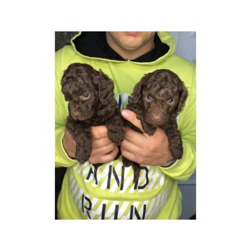 Braon pudle - čokoladne 