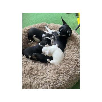 Čivava štenad prelepa  Chihuahua apple head  