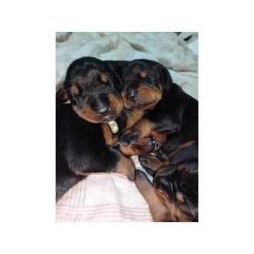Doberman stenci