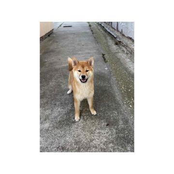 Na prodaju žensko štene Shiba inu