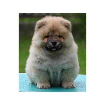Chow Chow Cau Cau Čau Čau
