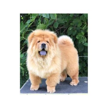 Chow Chow / Čau Čau štenci