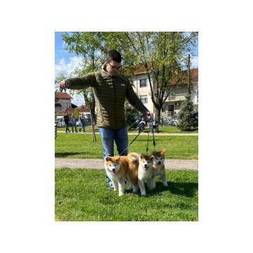 Stenci akita inu-Japanski