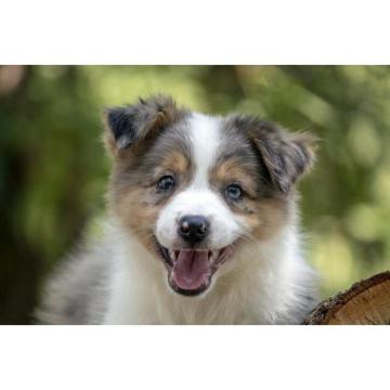 Border koli - Border collie, štenad  