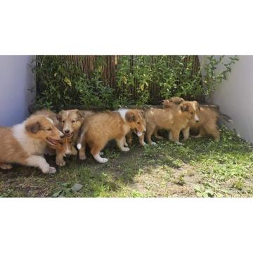 Štenci Škotskog Ovčara