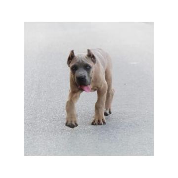 Cane Corso vrhunski štenci