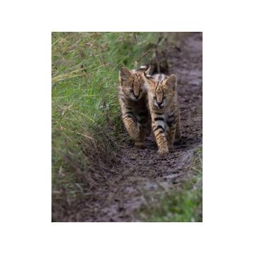 serval mačići dostupni za prodaju