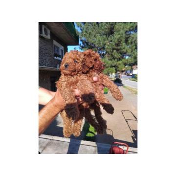 Na prodaju stenci patuljaste pudle 