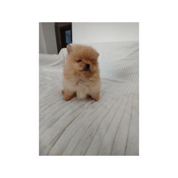 Prelepi stenci POMERANSKOG SPICA  