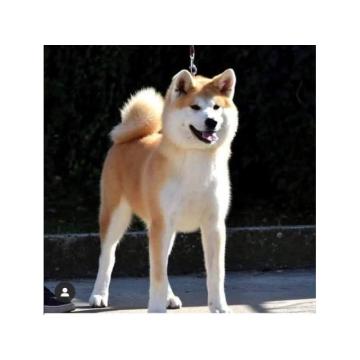 Poklanjam ženku Akita Inu