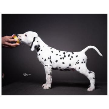 Dalmatinski pas, vrhunski štenci 