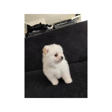 Štenci pomeranskog špica 