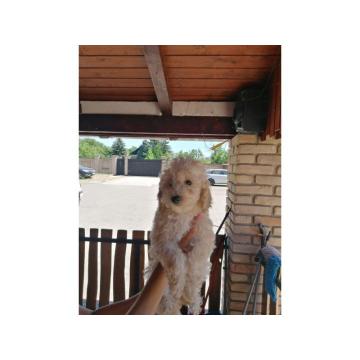 Stene patuljaste pudle