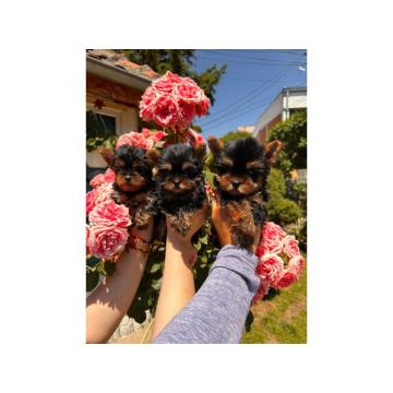 Na prodaju štenci jorkširskog terijera