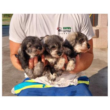 Patuljasti Snaucer biber so