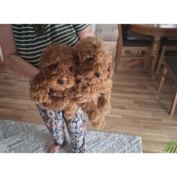 Prodajem patuljaste crvene PUDLE, 