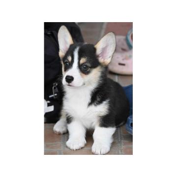 Velski korgi/Welsh Corgi Pembroke