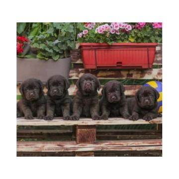 Labrador retriver štenci braon boje 