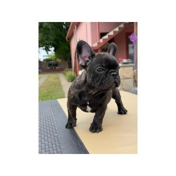 Štenci francuskog buldoga 