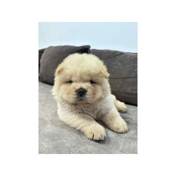 Čistokrvni CHOW-CHOW štenci 