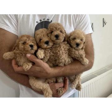 Prelepi stenci PUDLE u ponudi 