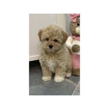 Maltipoo štenci