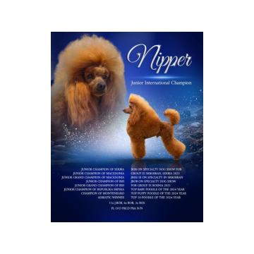 Patuljasta pudla Nipper spreman za parenje 