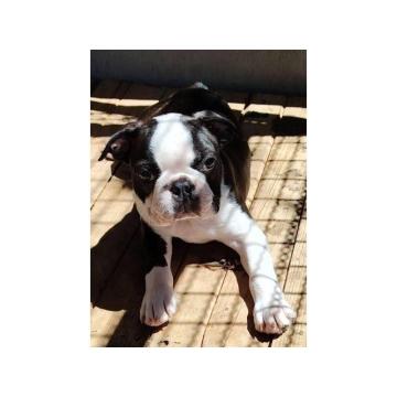 Boston terijer štenci