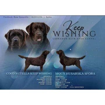 Labrador retriver, vrhunski čokoladni štenci  