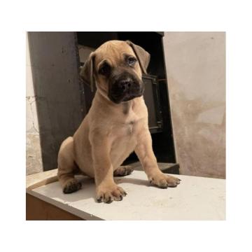 Južnoafrički mastif Boerboel štenci