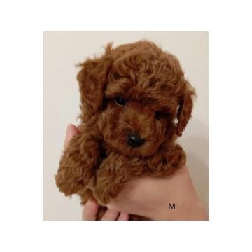 Štenci toy pudle crvene boje  