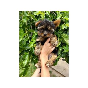 Na prodaju štenci Jorkšir terijera  