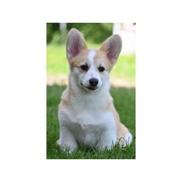 Velski korgi Welsh Corgi Pembroke