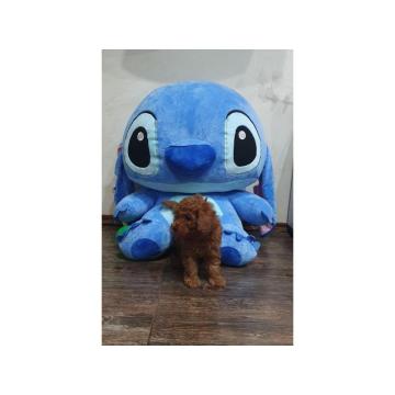 Toy/mini crvene pudle