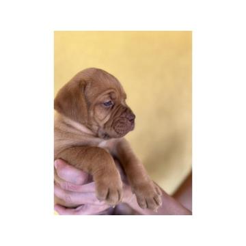 Bordoške DOGE ženke  