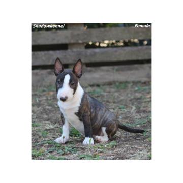 Mini Bull Terijer prelepi štenci
