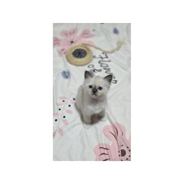 Mačići Svete Birme 