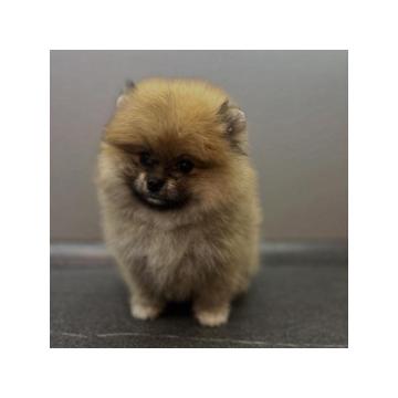 Štene pomeranskog špica uzrasta 3 meseca 