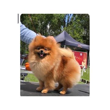 Pomeranac mužjak, spreman za parenje 