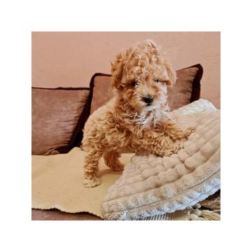 Maltipoo štenci