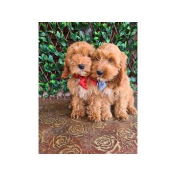 Labradoodle prelepi štenci