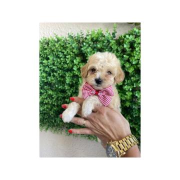 Maltipoo štenci