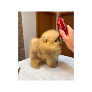 Najlepsi Pomeranci Boo  