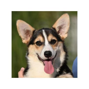 Velski korgi Welsh Corgi Pembroke