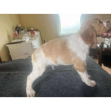 EPANJEL BRETON stenci na prodaju  