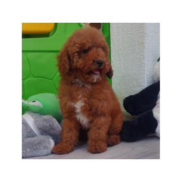 U ponudi stenci TOY PUDLE,  zenka i muzijak 